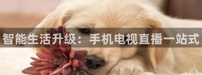 鲸鱼体育比赛直播：智能生活升级：手机电视直播一站式